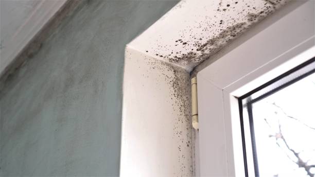 Best Residential Mold Remediation in Rothsville, PA