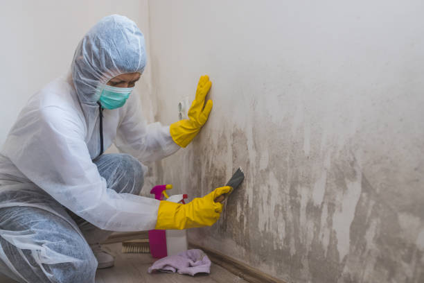 Best Residential Mold Remediation in Rothsville, PA