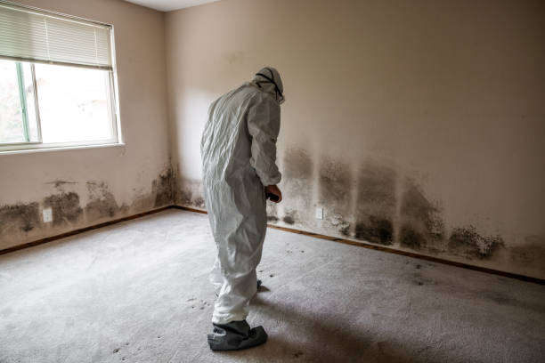 Best DIY Mold Remediation Support Services in Rothsville, PA
